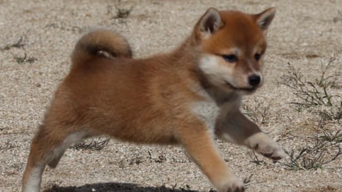 新しい飼い主さん募集中!分譲可能犬!柴犬 雌 赤 2022.8.26生