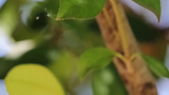 エナガ! 《 巣材の調達で大忙しなのだ 》