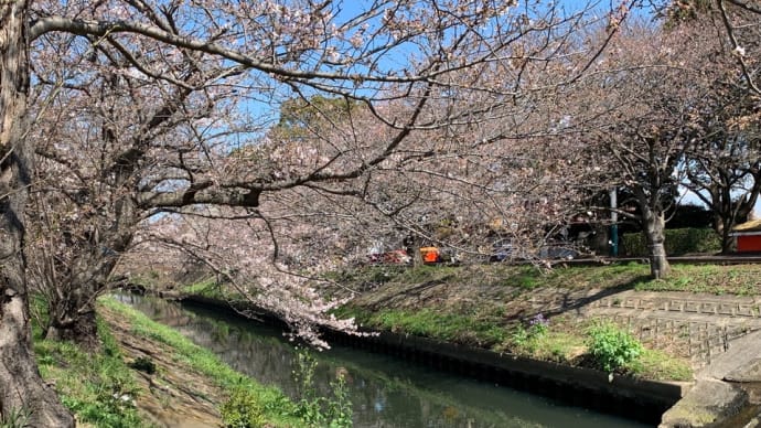 桜の季節