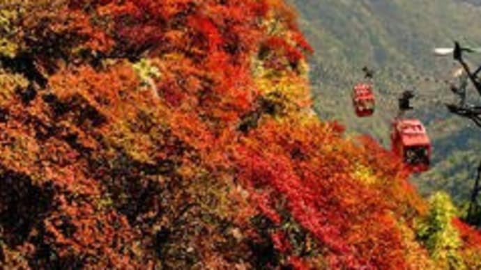 紅葉の季節 d(〃v〃)ダネ♪
