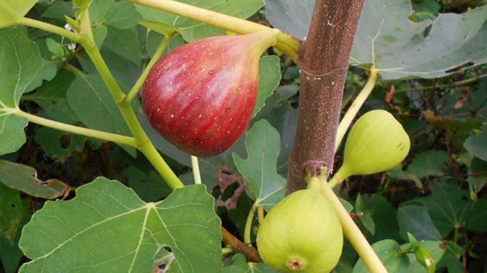 無花果にカミキリムシ ジャム