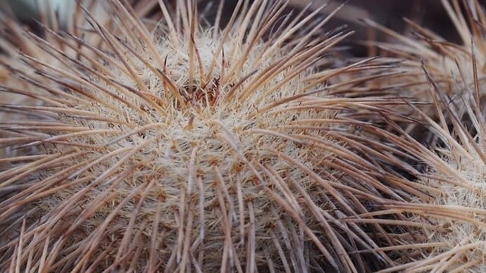 神代植物公園大温室・サボテン室からマミラリア属サボテン3種