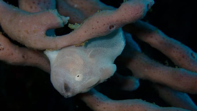 海からのお便り(^^)/