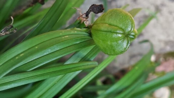 芒種の気になる花さんぽ②境内の花々も実りの季節