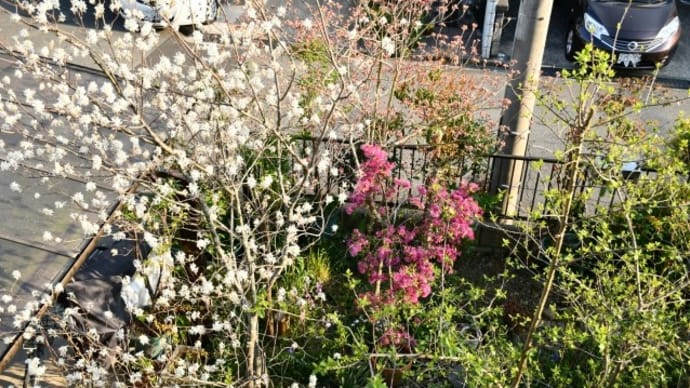 春の花木をベランダから楽しむ