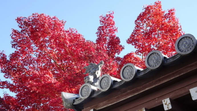 2016年東福寺の紅葉・その１