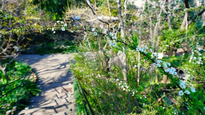 ブロッサム / Blossom（板橋区立赤塚植物園 2024.3.13撮影）