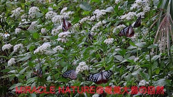相変わらず、見つかりません!