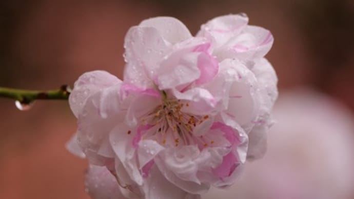 雨の日の花桃