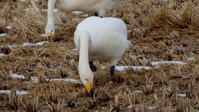 近隣散歩での出会い(白鳥 パンパスグラス タカノハススキ チガヤ)