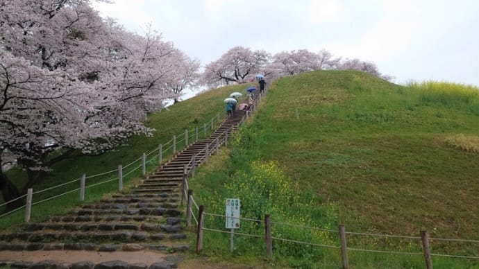 桜、石田堤など