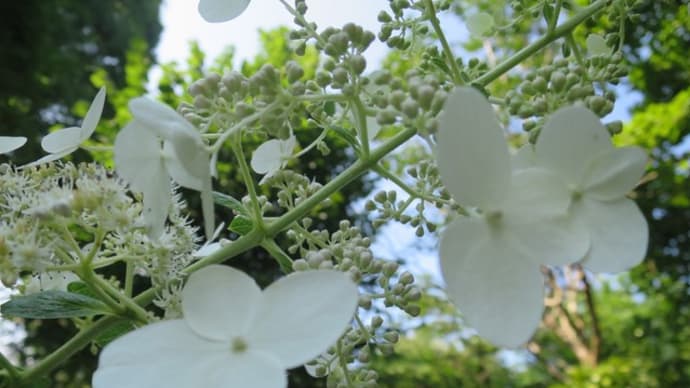 ノリウツギ 花