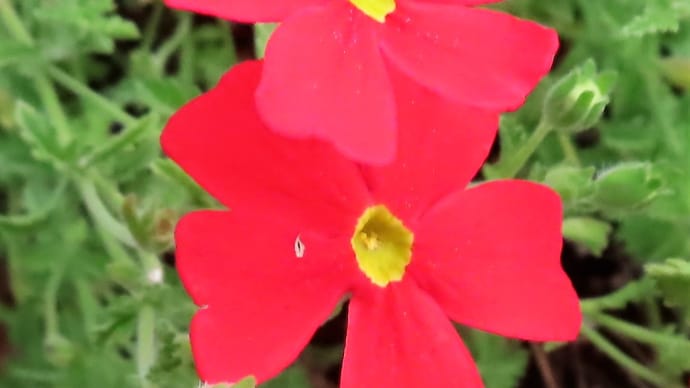 【写真】♪なまって歌ってる花♪