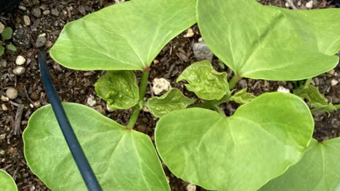 三河綿花と藍草を育てます