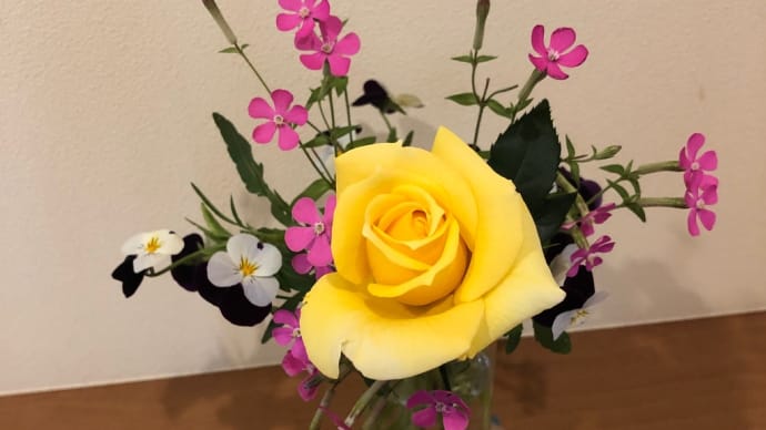 大好きな 新茶の時期は もうすぐダ😊