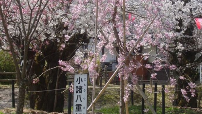 「小諸城址公園」小諸八重紅枝垂~写真と短歌で綴る世界文化紀行