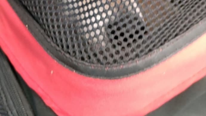 2024秋 ハワイ1日目-1