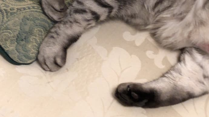猫のダイエット