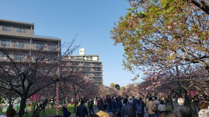 平成最後の「大阪造幣局桜の通り抜け」は本日４月９日スタートも、まだ三分咲き程度