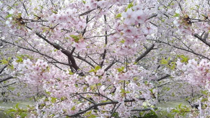 河津桜　3D