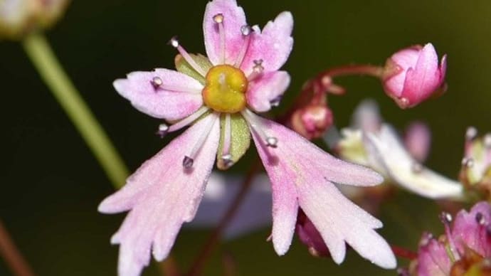 鉢植えの大文字草（１５） 「かげろう」