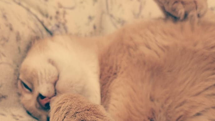 春男の手羽先事件。