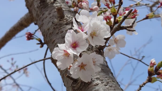 4月20日（土）飯舘 三千本の復興桜