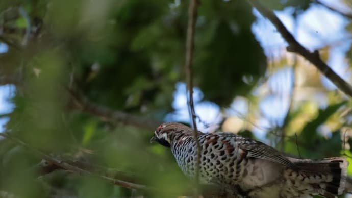 エゾライチョウ