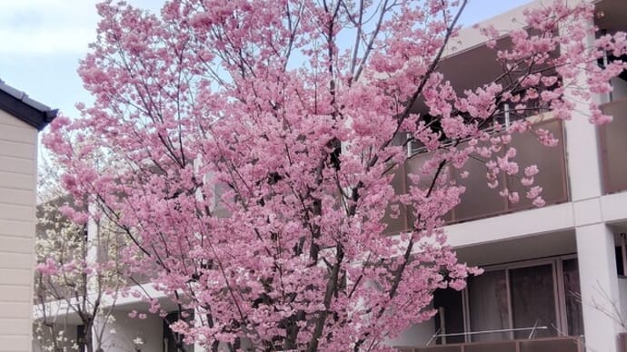 桜の開花予想日