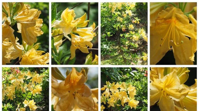 「黄蓮華躑躅の花が咲きました」 MY GARDEN 2024.05.23日撮影