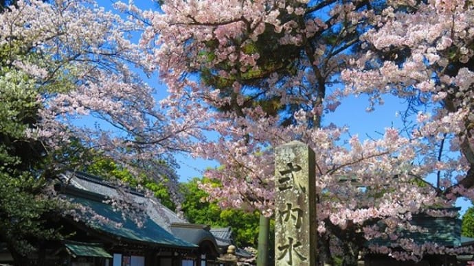 桜写ん歩　水口神社の枝垂れ桜