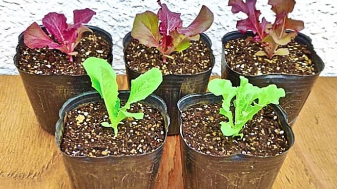リーフレタス「ガーデンベビー」（7月10日播種）の苗をセルトレーからポリポットに移植開始です