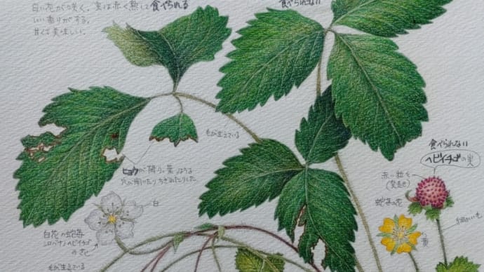 ワイルドストロベリー 虫刺され