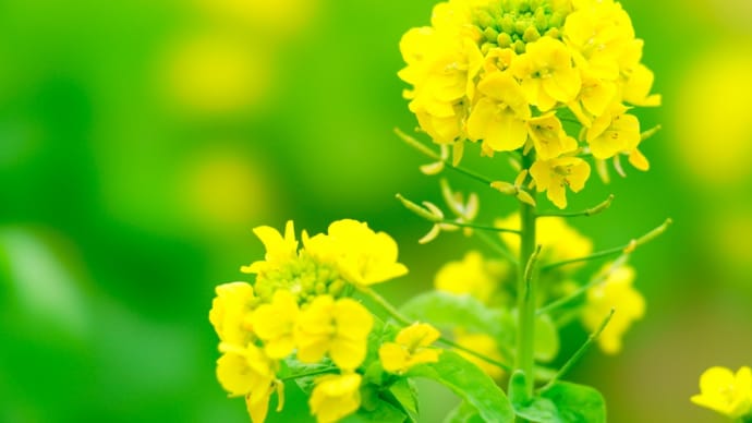 花開く