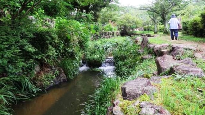 下関市「東行庵」蓮の花①&来年も楽しみですねミャミャ😺