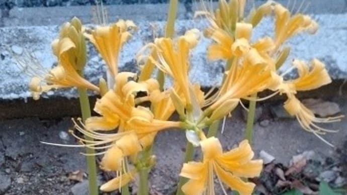 昨日は、7回目のコロナワクチン接種の副反応で、発熱して、ダウン・・・でした~~!
