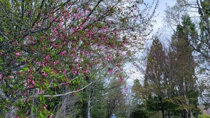 花海棠