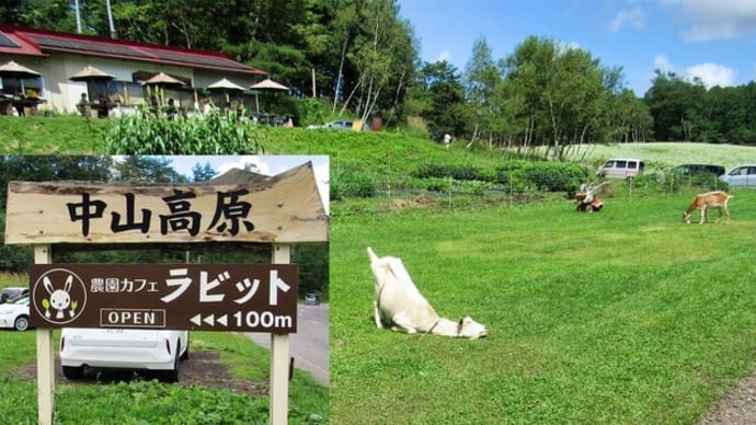 大町市 中山高原 北アルプスとソバ畑 2022