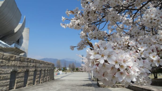 長野も桜満開!