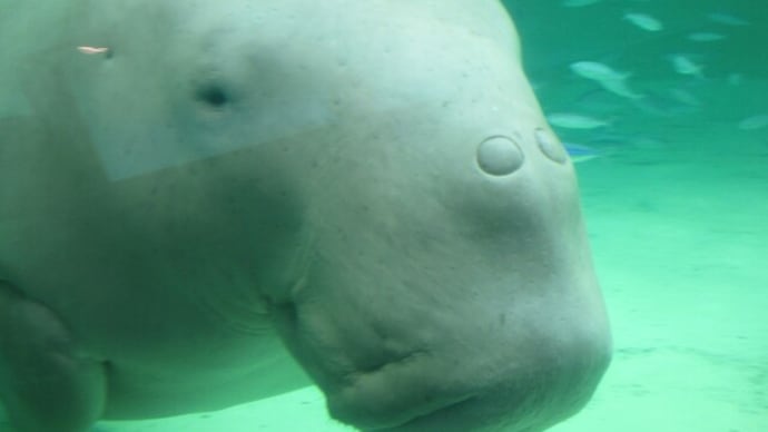 鳥羽水族館の続き