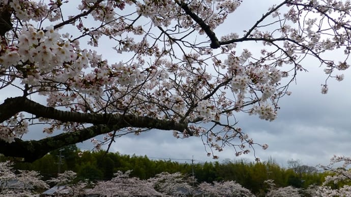 篠山城跡 の 「桜」