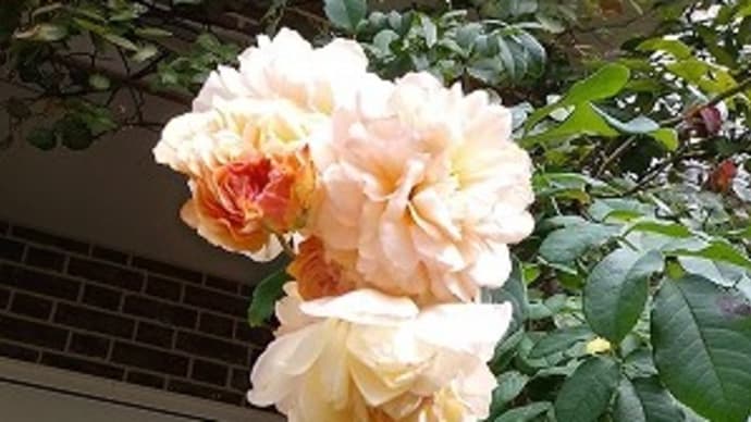 Happy Halloween!秋薔薇も綺麗に咲いて来ました!