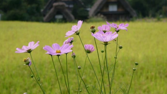 白川郷の秋