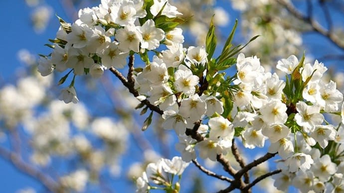 ツクシシャクナゲの開花が早い!