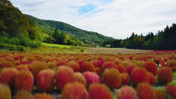 「伊賀野の花畑」の ほうき草(コキア)