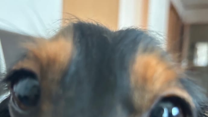遊んで!が止まらないラムちゃん(゚o゚;;