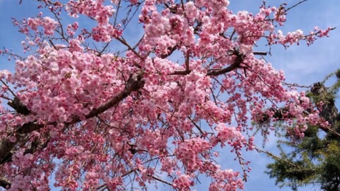 桜の季節は『タキカブ』が恋しい