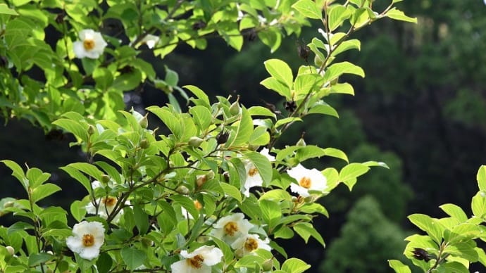 　沙羅の花が見頃　（應聖寺）　福崎町2022．06．26