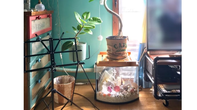100均の麻袋で植木鉢カバー☆ウンベラータ