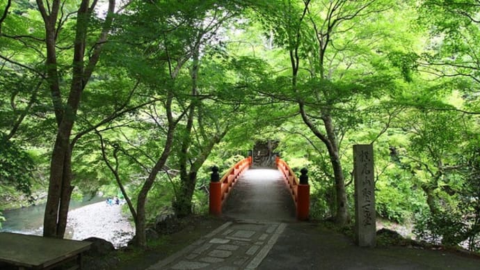 京都 青モミジ100シリーズの三尾名刹の西明寺